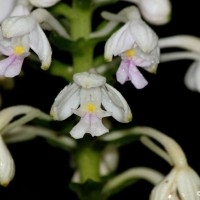 Calanthe triplicata (Willemet) Ames